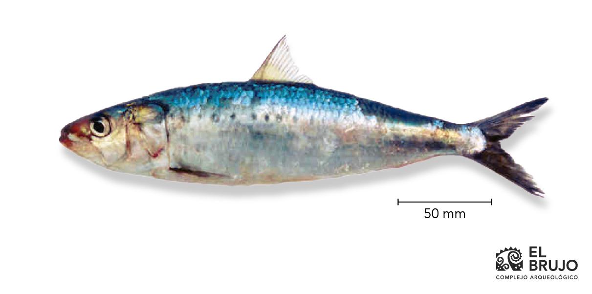 Consumo de la sardina